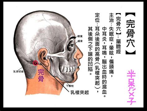 乳突穴|乳突 (顳骨乳突):定義,結構,分類,功能,相關解剖,